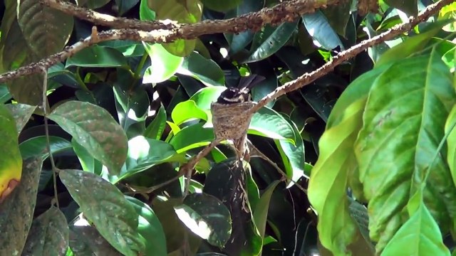 Wild - Bird Nest Feeding Baby Birds a Week
