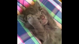 FUNNY VIDEOS  Funny Cats   Funny Animals   Funny Moments   Funny Cat Vines