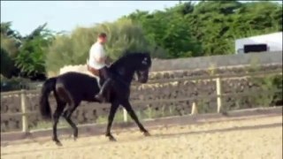 Pura Raza Menorquina stallion for sale
