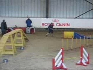 Montage Roxie Agility