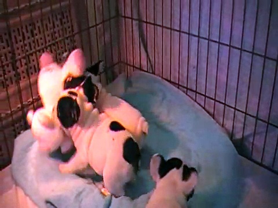 Reba and Cooper puppies 7 weeks