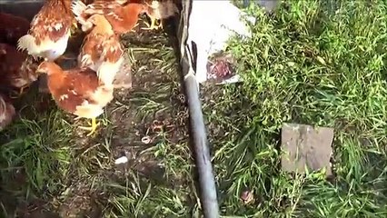 Lightning Strikes Chick House   Part 2 of 2