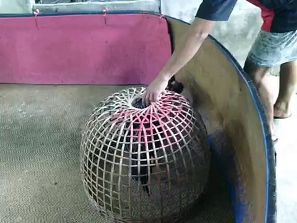 เจ้าสาเมาคลี( สายพิทบูล )