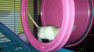 The Best Wheel For Rats!  Video 1 of 3