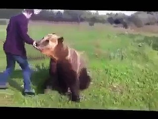 Guy Gets His Bear to Do Crazy Tricks!