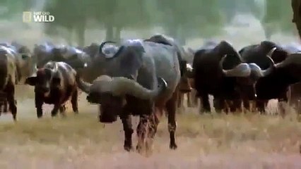 Animal Against Buffalo King Of The Jungle The Lion Animal attack
