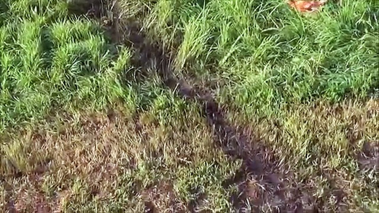 Lightning Strikes Chick House   Part 1 of 2