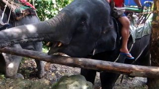 Feeding hungry elephants in Phuket, Thailand