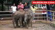 Elephants traffic crosses the country Sri Lanka