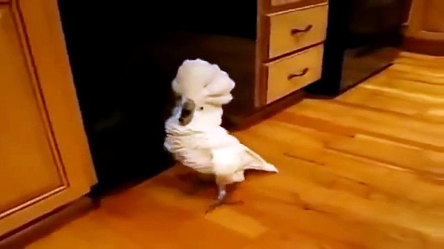 Lustige Papagei Lustige Tiere Funny parrot
