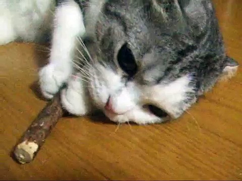 またたび使用後