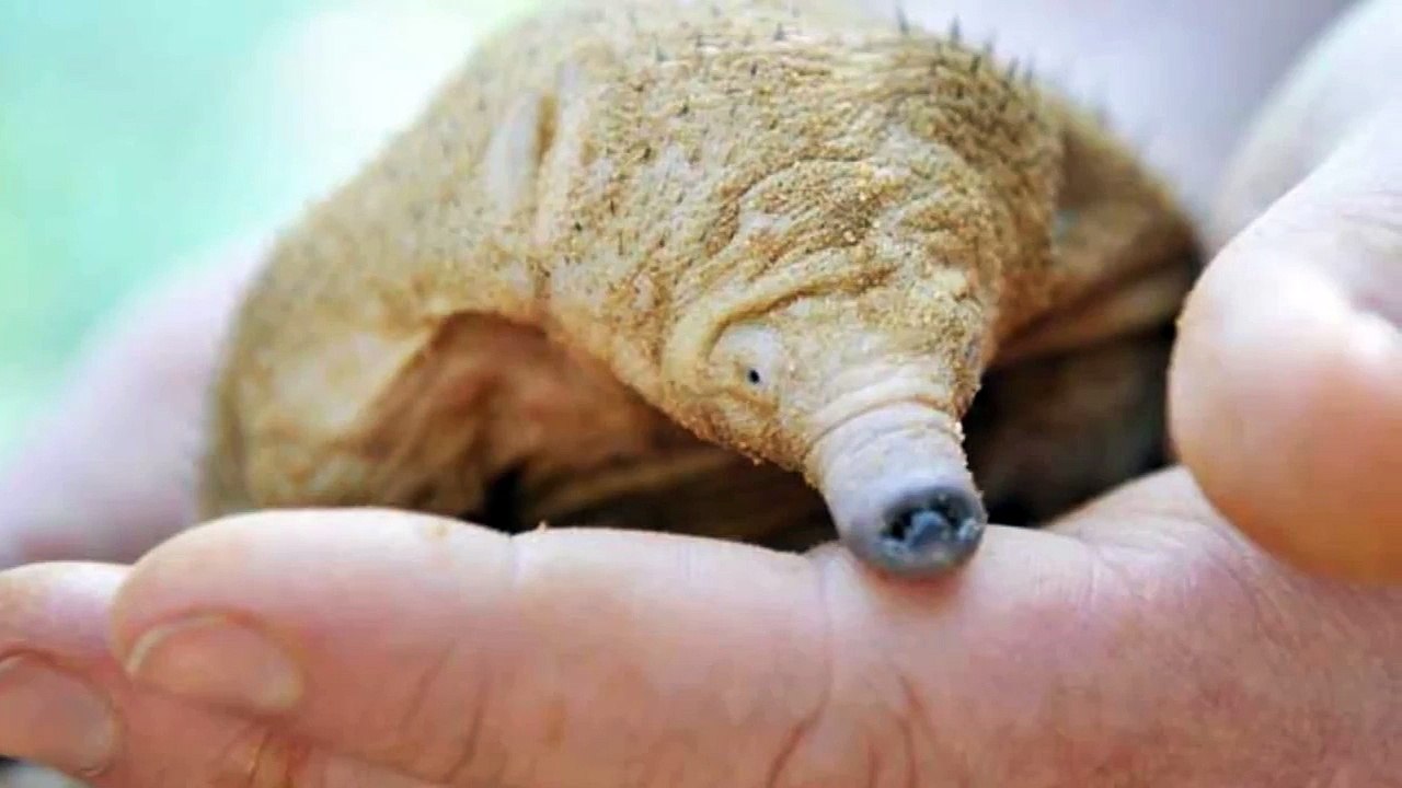 echidna compilation