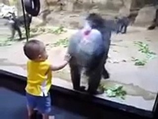 Amazing video funny monkey And little boy's