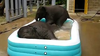 2 Baby Elephants 1 Pool - Funny Videos