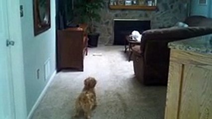Ghost Scares Dog on Camera video