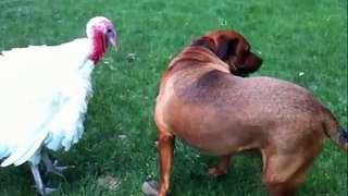 Won't Back Down Turkey vs. Dog