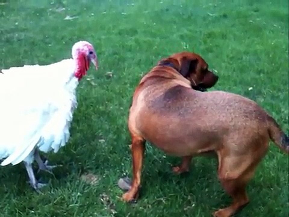 Won't Back Down Turkey vs. Dog