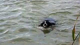 Bernese Water Dog_1