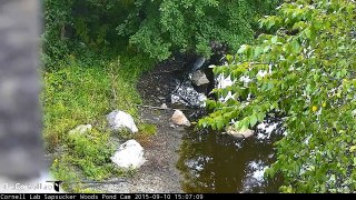 Video 2015 09 10 151600 GBH FISHING NEAR FEEDER CAM