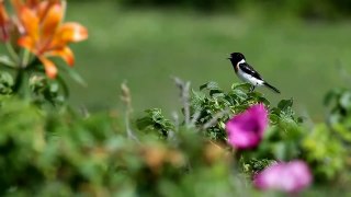夏の北海道　野鳥撮影