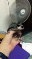 Sugar Glider Tricked into Flying from Fan