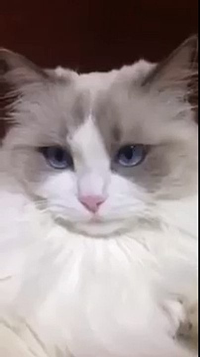 Cat Plays Toothbrush
