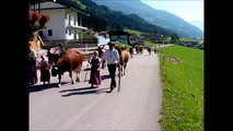 Rinderzucht Tirol  Almabtrieb 