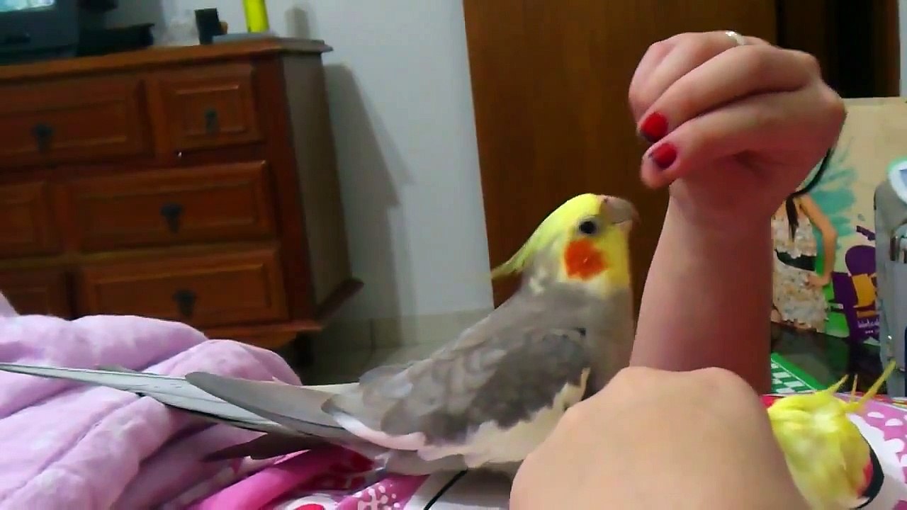 Calopsita CANTANDO para Fêmea