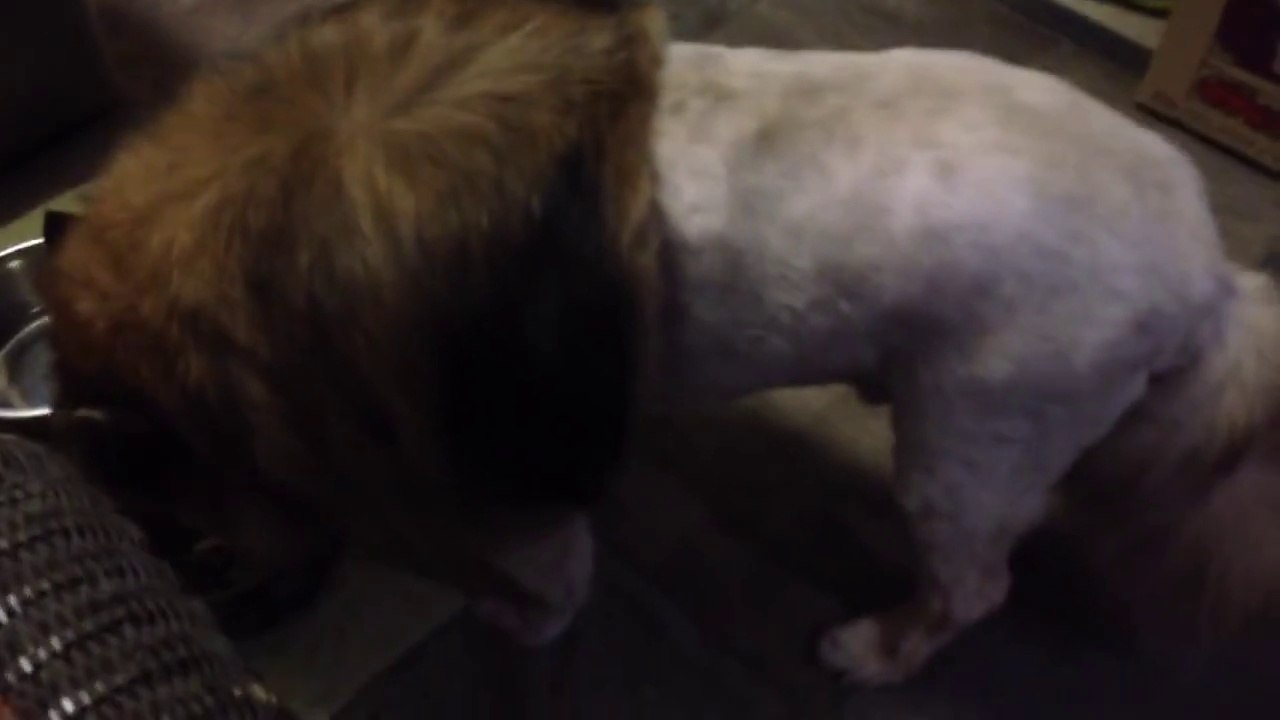 The Dog With 'Lion Cut'