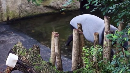 Tapir Cub - Zoo Leipzig