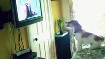 Quin (our Jack Russell) Enjoys Watching Animal Planet