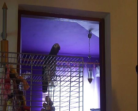 Jerry - African Grey Parrot talking 1