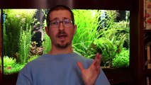 Science Alliance Episode 1: Using CO2 in a Planted Tank
