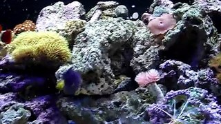 Frank's Aquarium 3