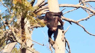Chimps make climbing look effortless