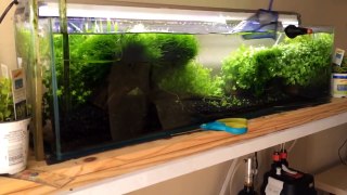Dwarf Puffer Fish tank water change timelapse.
