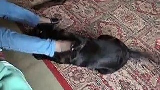 Dog language - Labrador fight