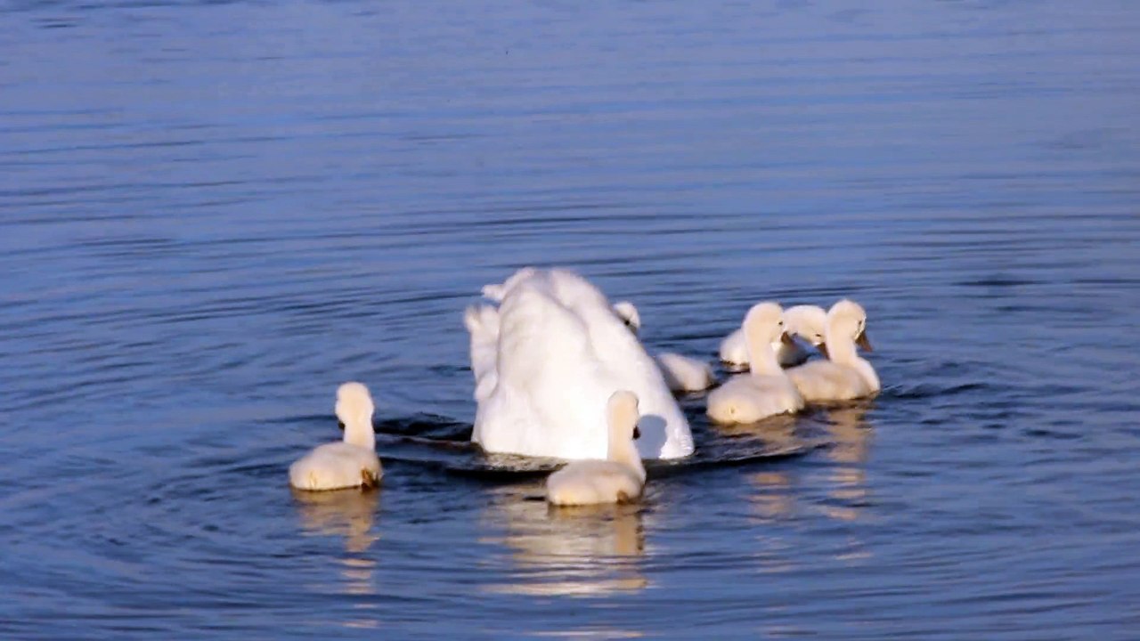 bebe cygne sur l'eau