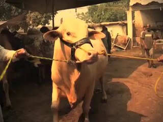 Dangerous Bull For Qurbani.