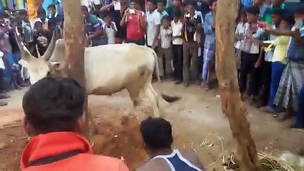 Dangerous Bull Qurbani