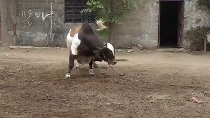 Dangerous Qurbani Bulls 2015