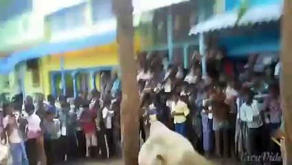 Dangerous Bull Qurbani in part 2