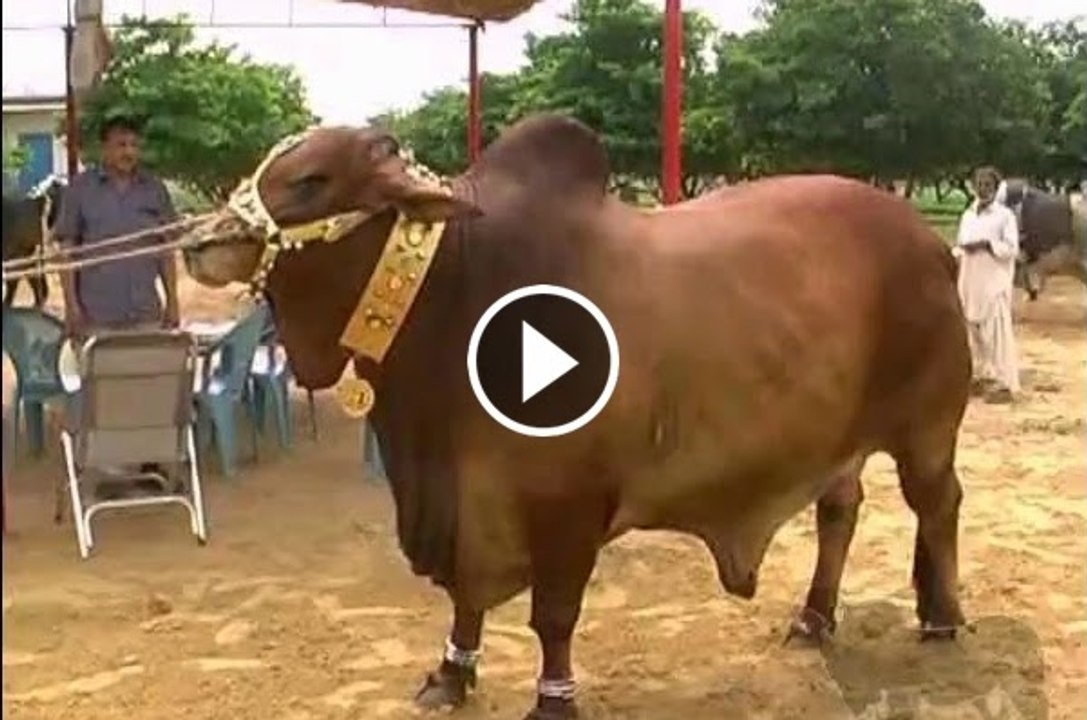 Fighter Bull Qurbani Eid