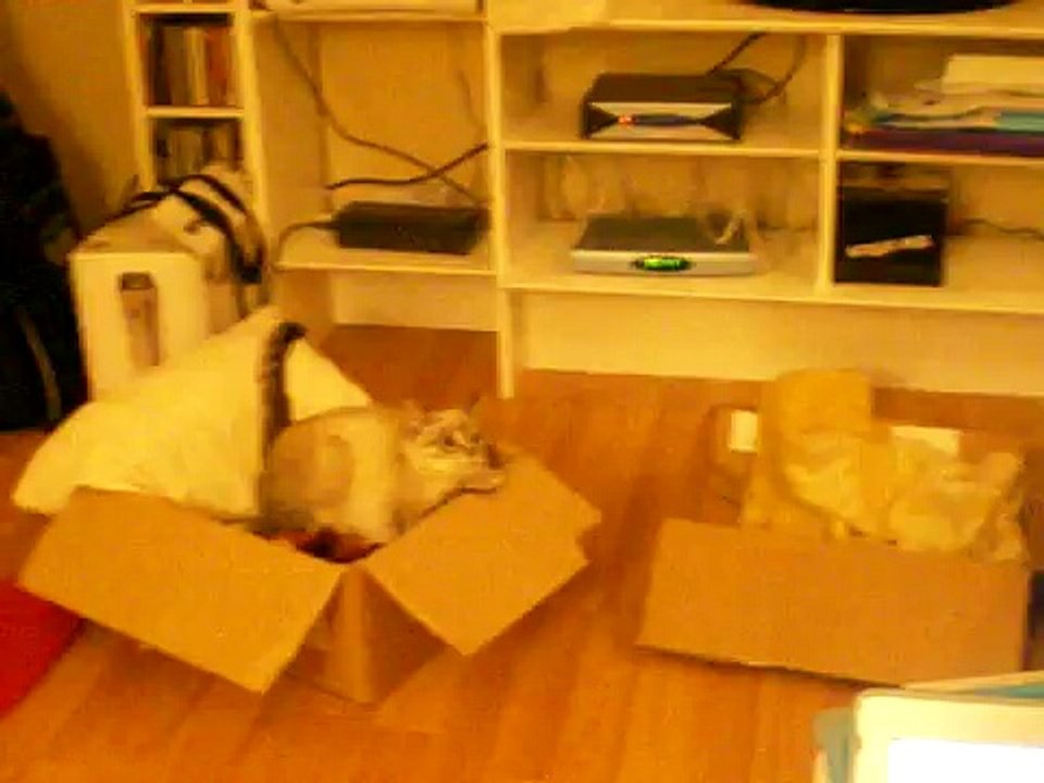 Capitaine Croquette jumps from a cardboard box to an other cardboard box