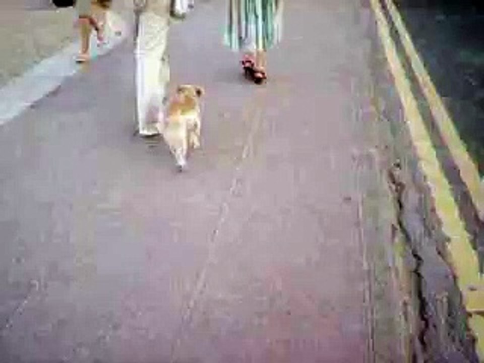 Ein betrunkener Hund