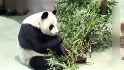 每天一圓仔：地震時圓仔__！