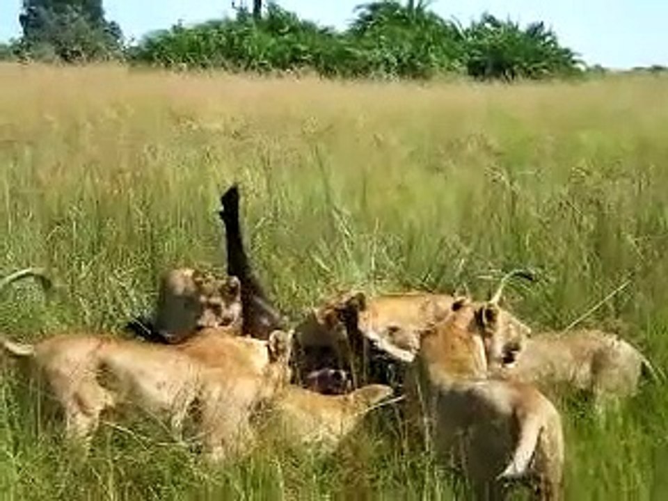 Duba Plains, Day 4 (part 2)