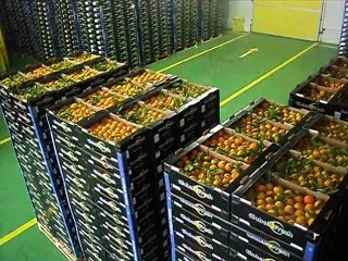 Clementine GMT