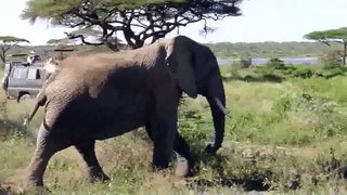 Elephants in the Serengeti1 1325