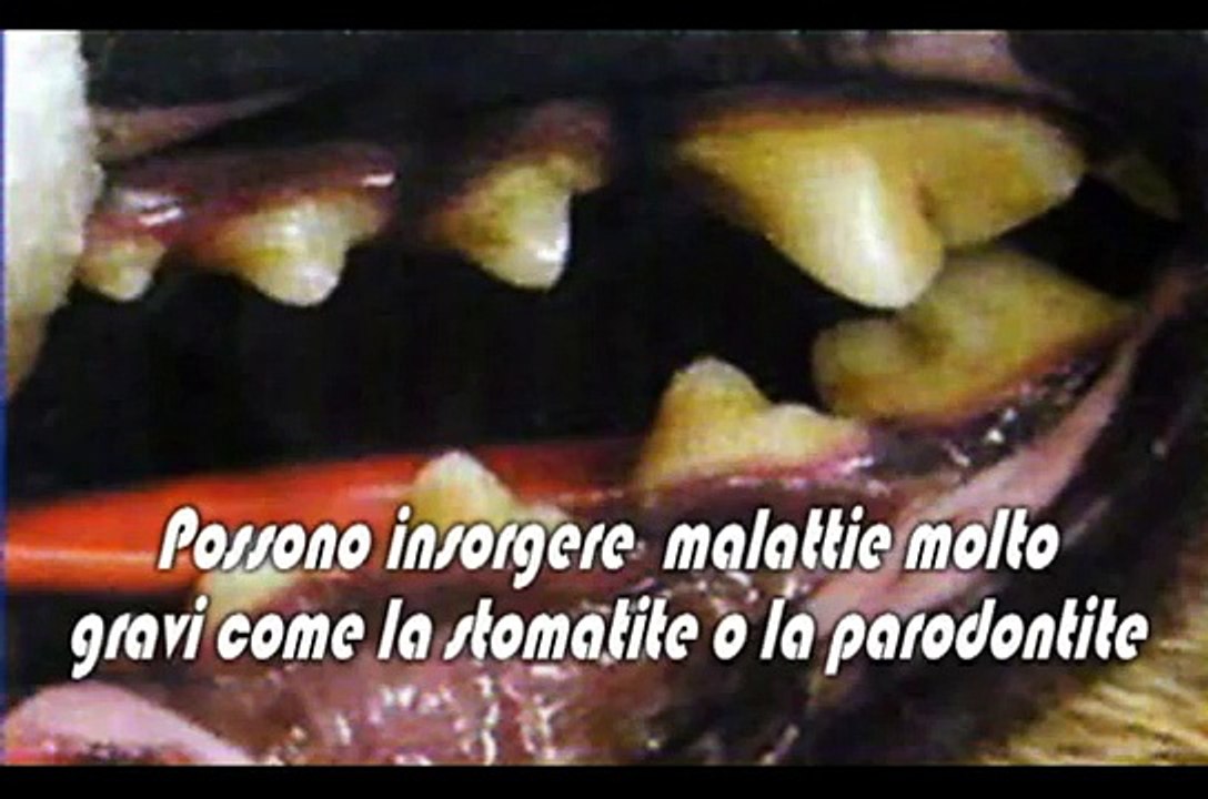 Detartrasi pulizia dentale cane e gatto - Ambulatorio Veterinaria Vigna Murata